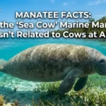 manatee facts marine mammal