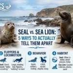 seal vs sea lion