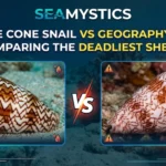 cone snail comparison
