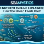 marine nutrient cycling