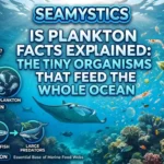 plankton facts explained